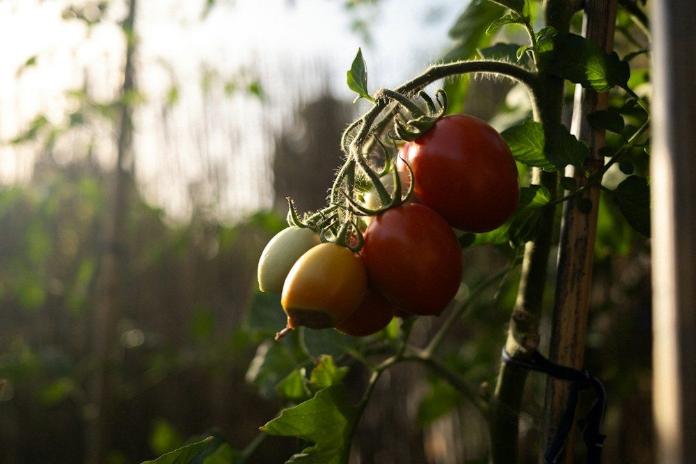 Tomatoes growing on a vine — illustrative stock photograph